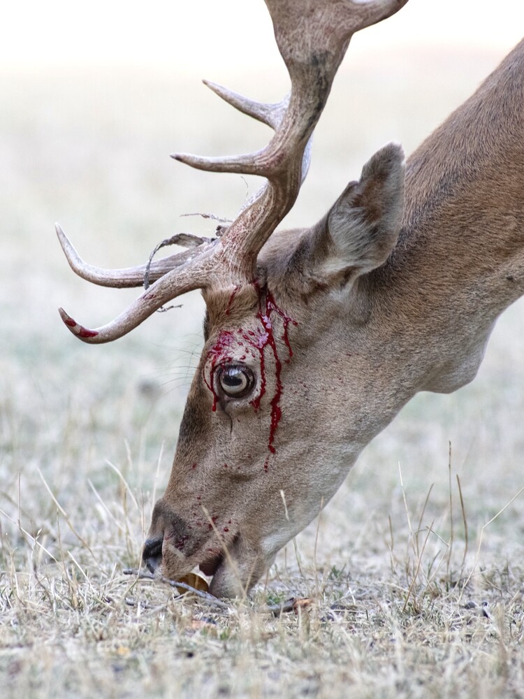 Stag grazing on dry grass with blood running from a wound near its eye, antlers blurred in the background.
