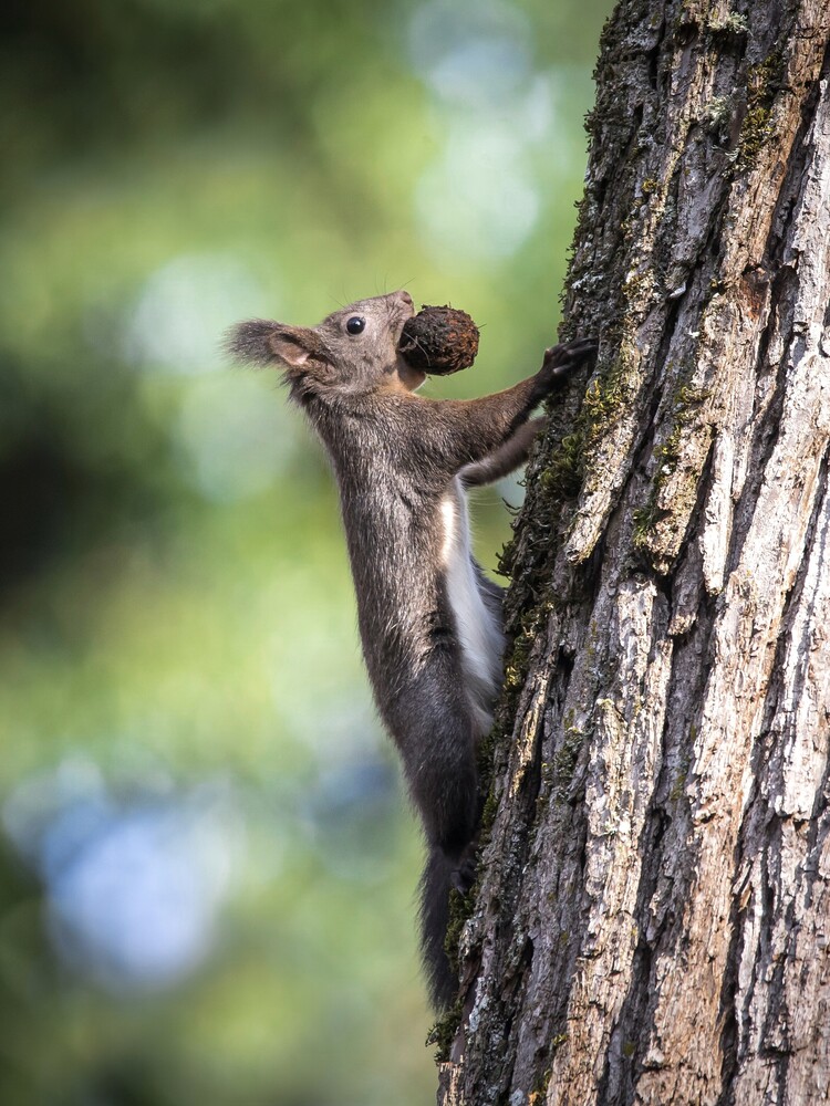 Squirrel clinging to a tree trunk while holding a cone in its mouth, with a blurred green background.