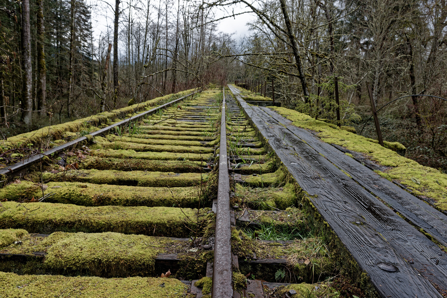 Overgrown railroad track with moss-covered ties curving into a misty forest, with a weathered wooden trestle bridge running alongside on the right.