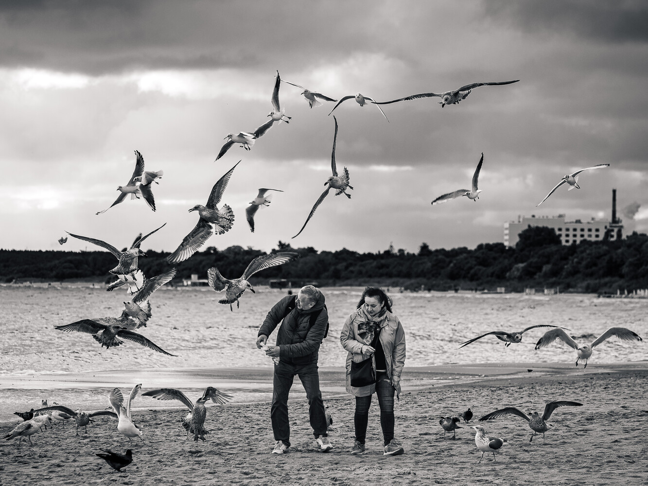 Two people stand on a sandy beach surrounded by flying and perched seagulls, one raising an arm toward the birds in black and white.