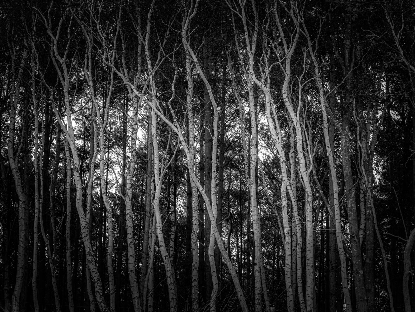 Black and white photo of tall, slender birch-like trees with pale bark rising through dark woodland, backlit by soft light filtering through the canopy.
