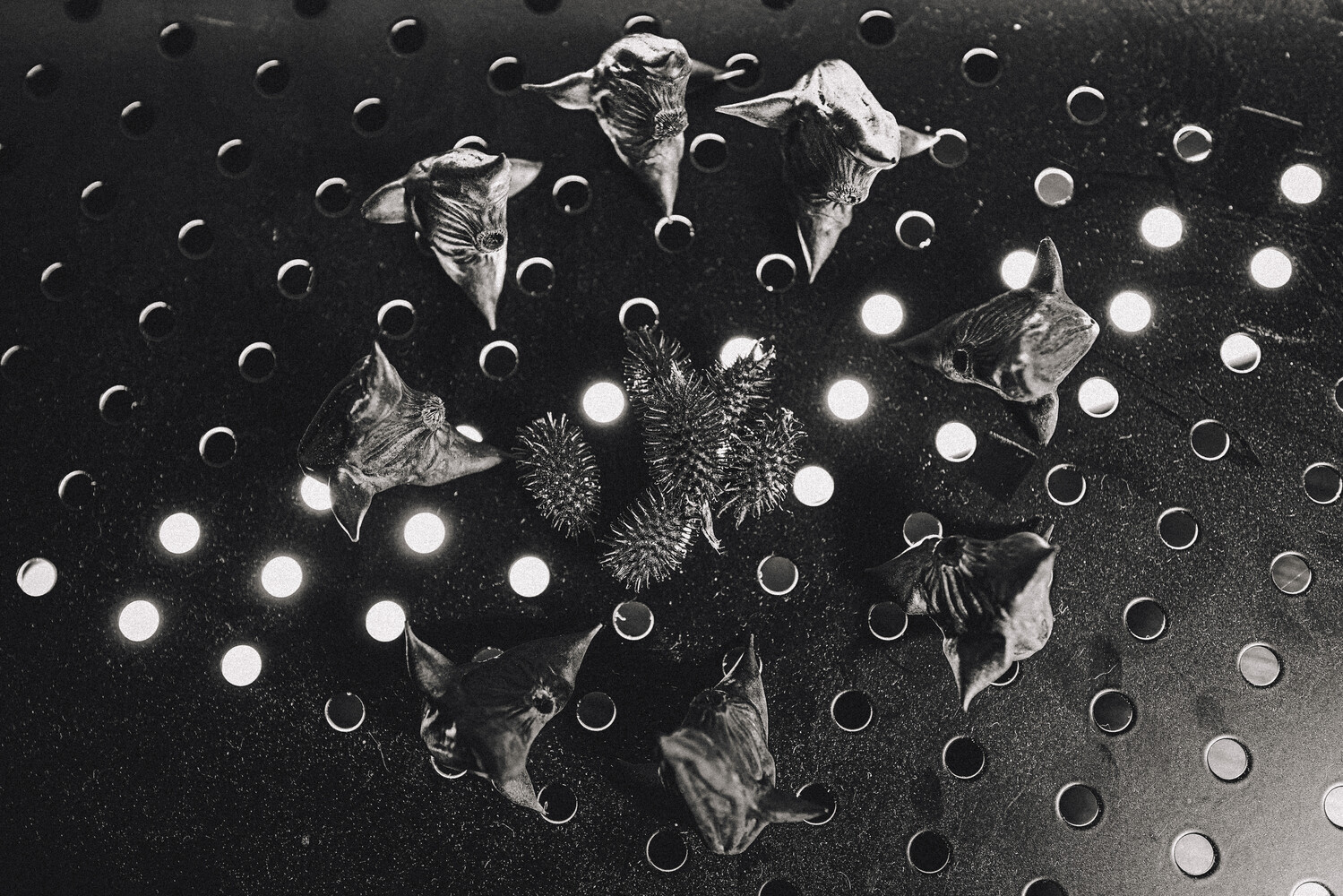 Black-and-white still life of dried, curled leaf forms and spiky seed heads scattered across a perforated black metal surface.