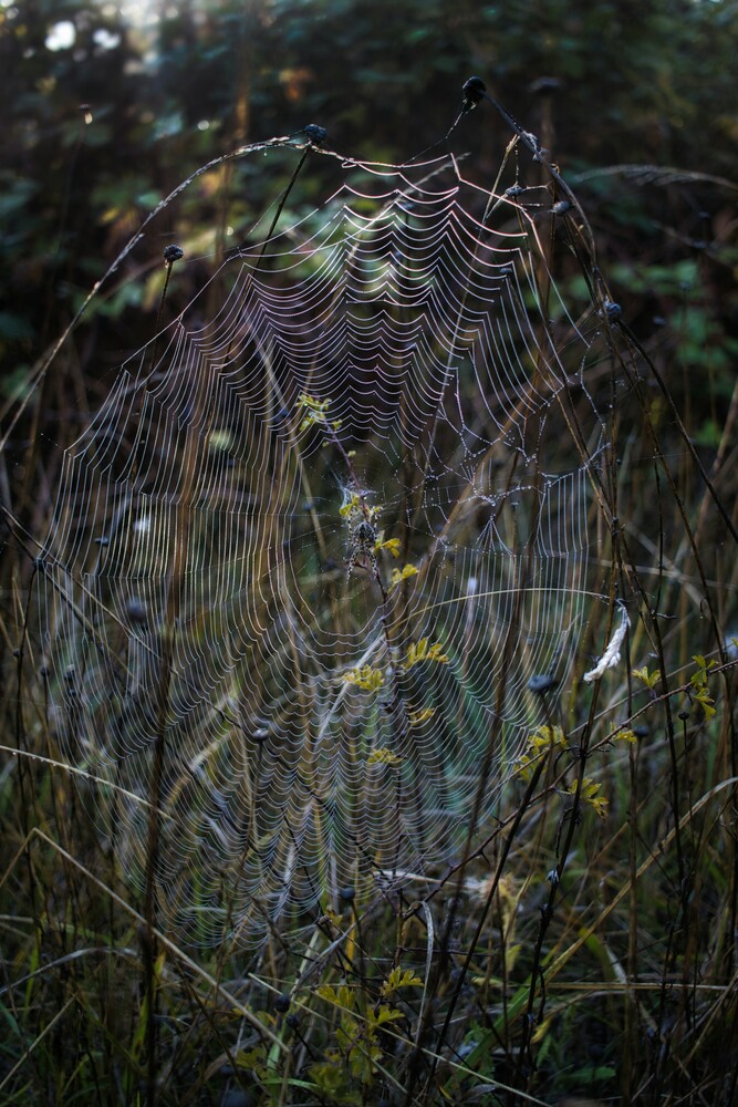 Dew-covered spider web stretched between grass stems in a dim, misty meadow at dawn or dusk