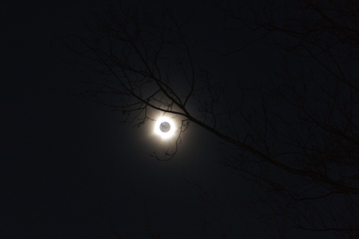 Total solar eclipse with a glowing white corona behind silhouetted bare tree branches against a dark sky.