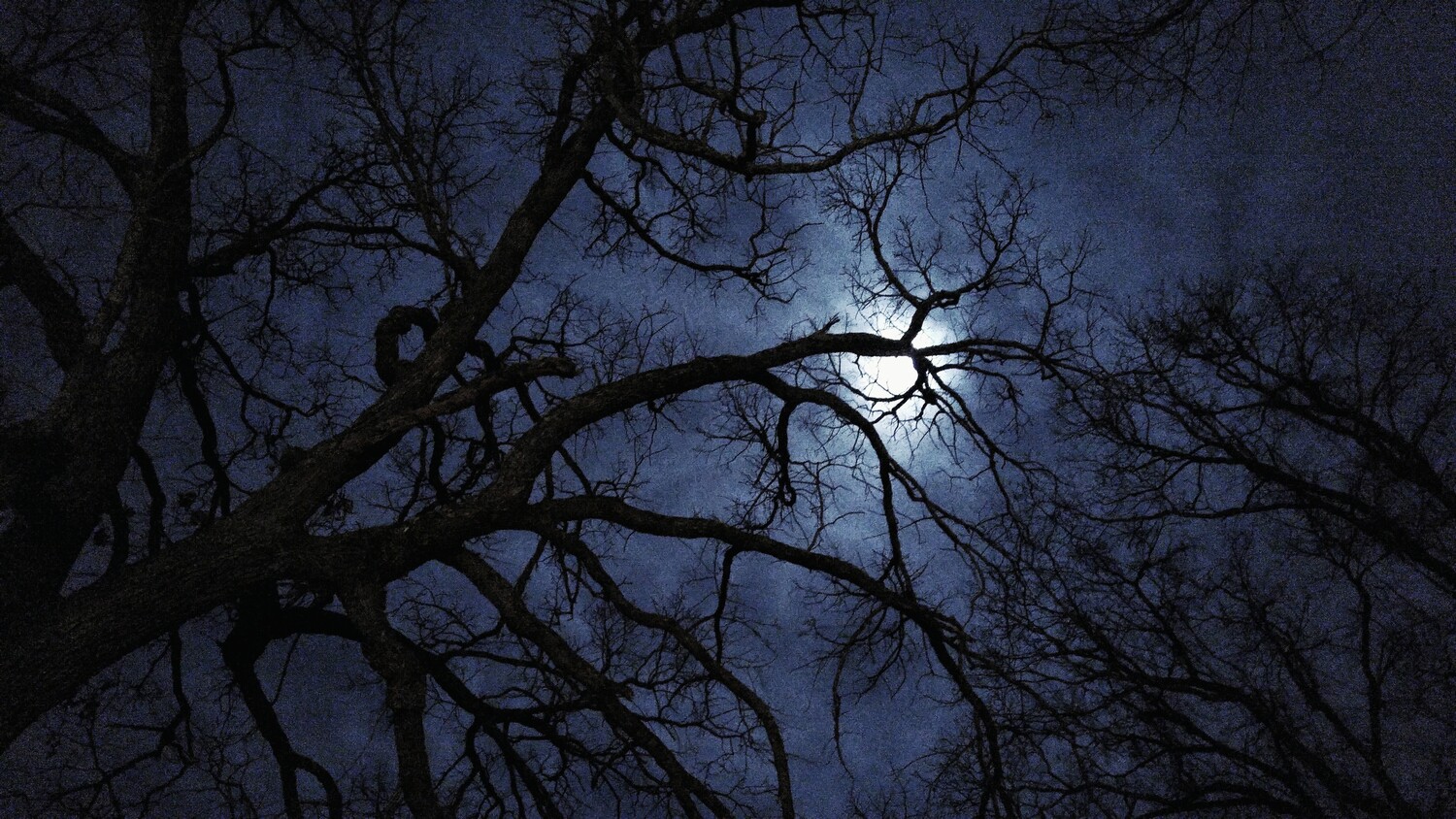 Bare tree branches silhouetted against a full moon glowing through a dark blue night sky