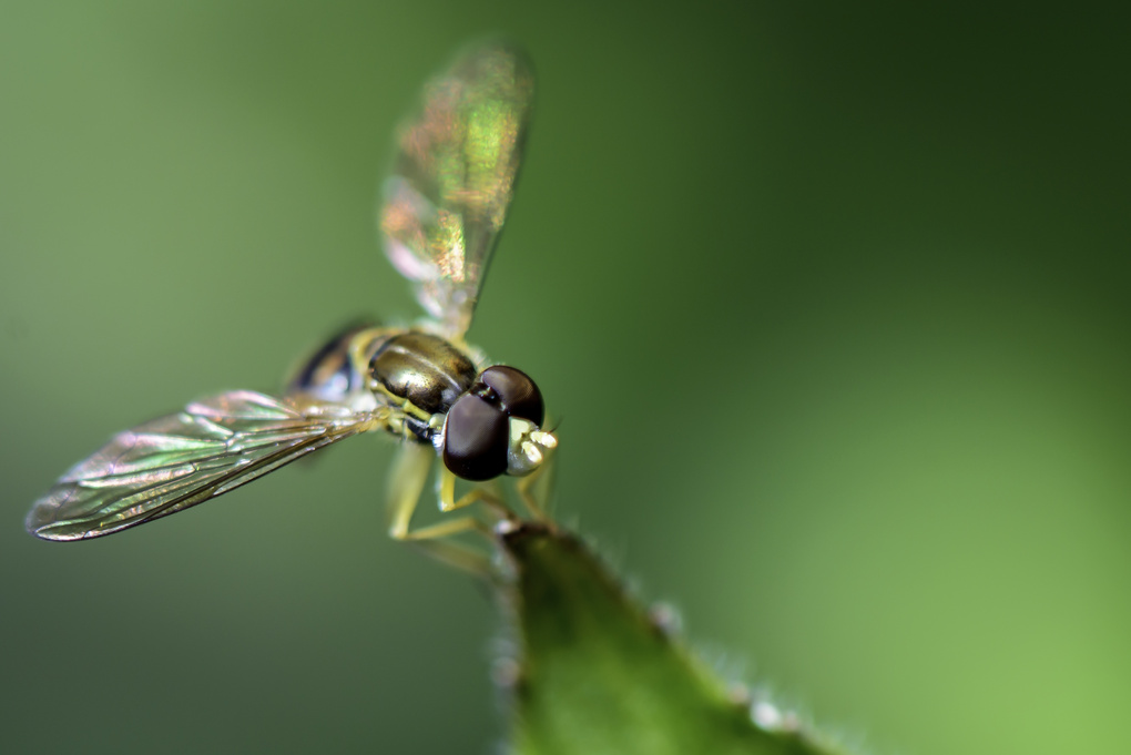 View a fly by Patrice Bilesimo