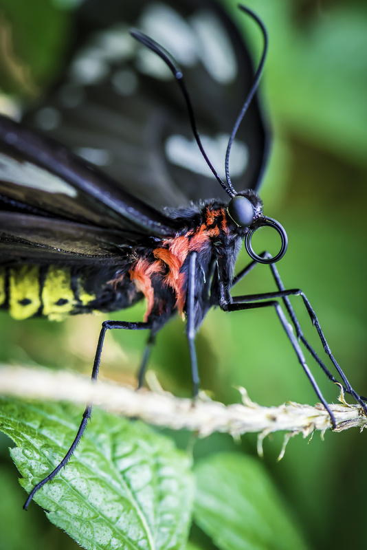 View Butterfly portrait by Patrice Bilesimo