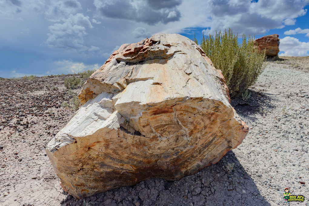 View Close Up of Petrified Wood by Allan Johnson