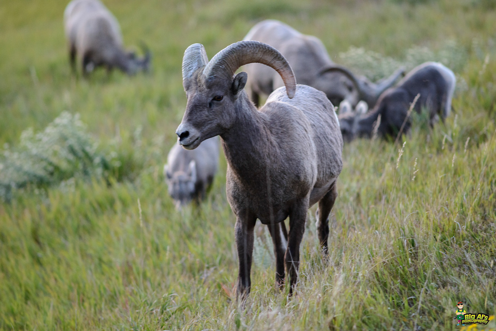 View Bighorn Sheep by Allan Johnson