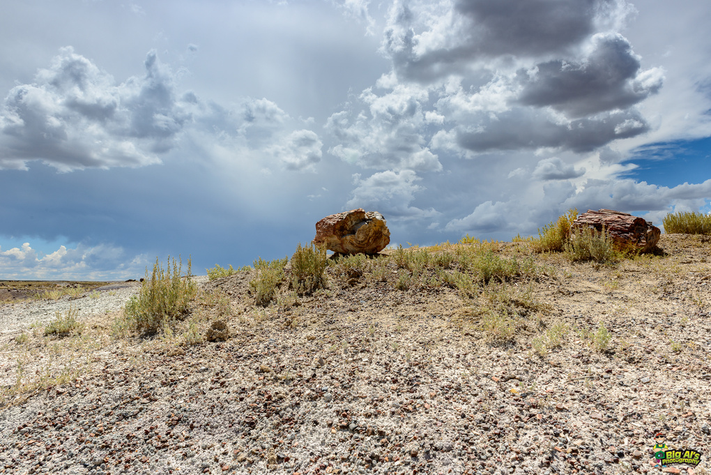 View Big Petrified Wood on Hill by Allan Johnson