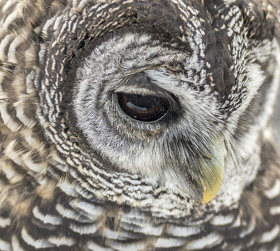 View Baby Owl by Mark Davies