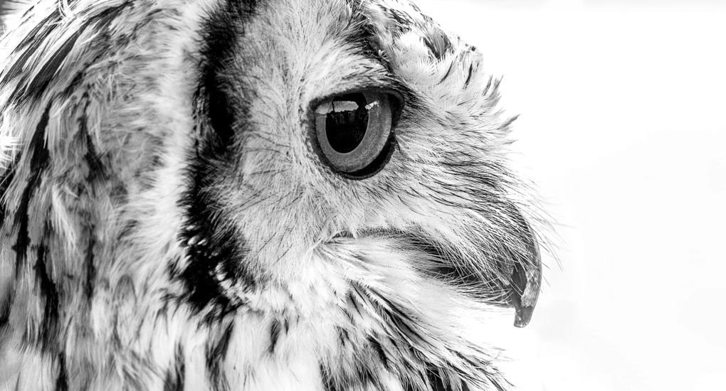 View Persian Owl by Mark Davies
