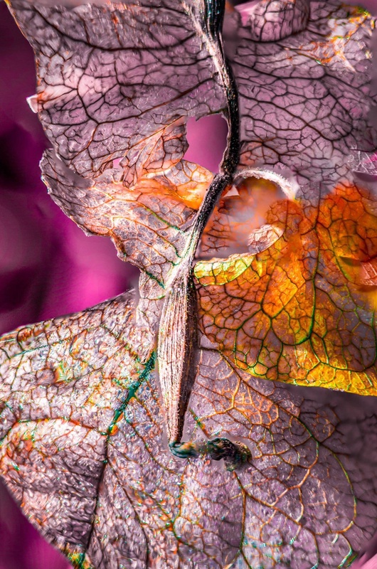 View Life veins by Mario Fernandez