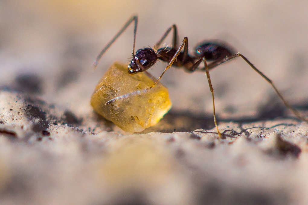 View Sugar grain by Mario Fernandez