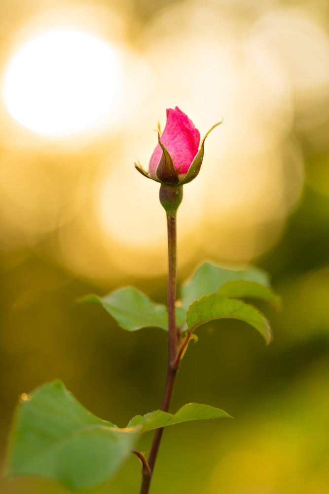 View Rose Diva by Fredrik Tjernberg