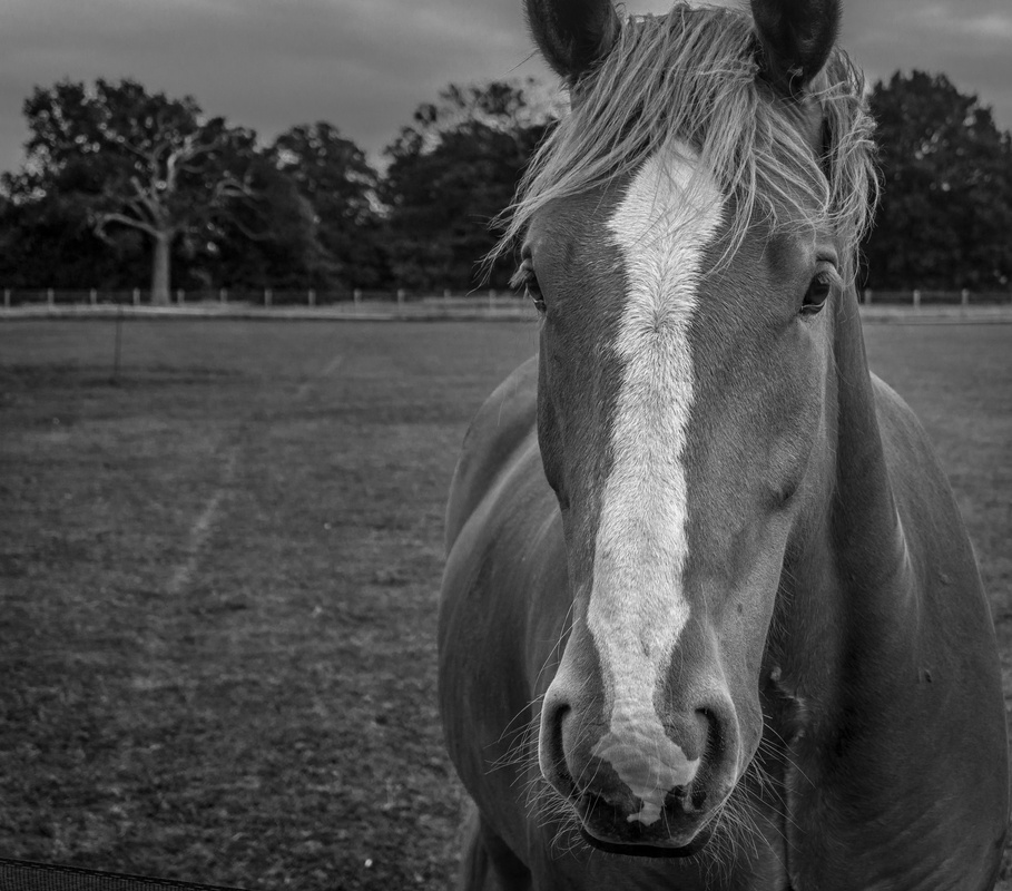 View Horse by Ben Johns