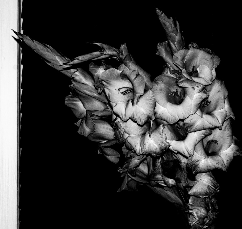 View Flower by Ben Johns