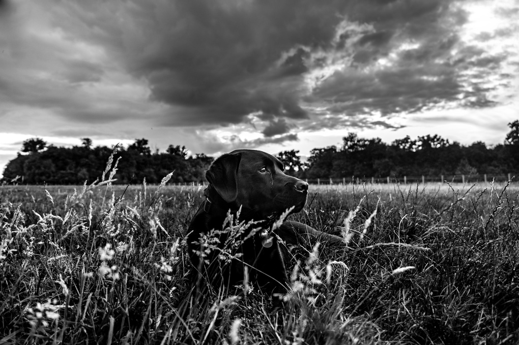View Dog at Sunset by Ben Johns