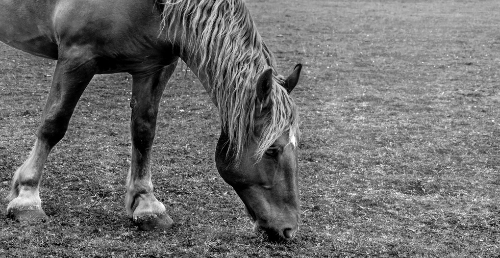 View Horse by Ben Johns