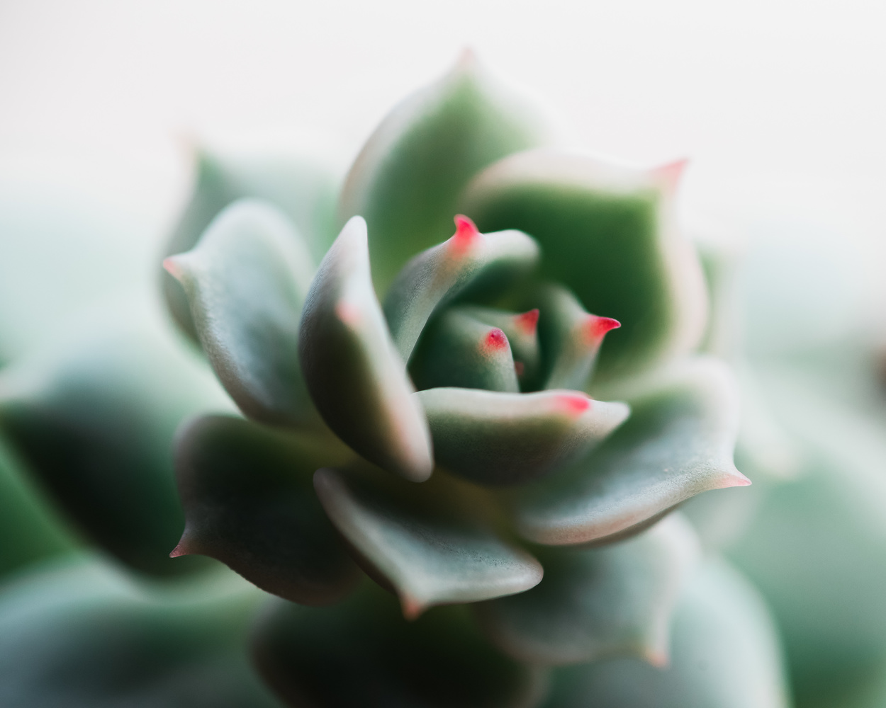 View Untitled 1 by Pepper Francis
