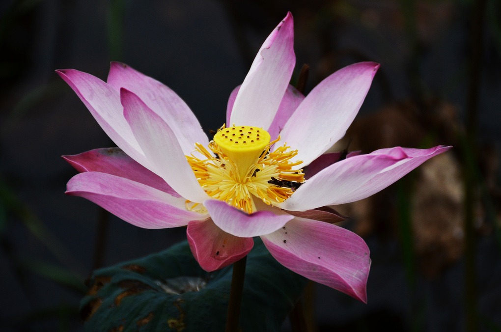 View Lotus by lai kin hoong