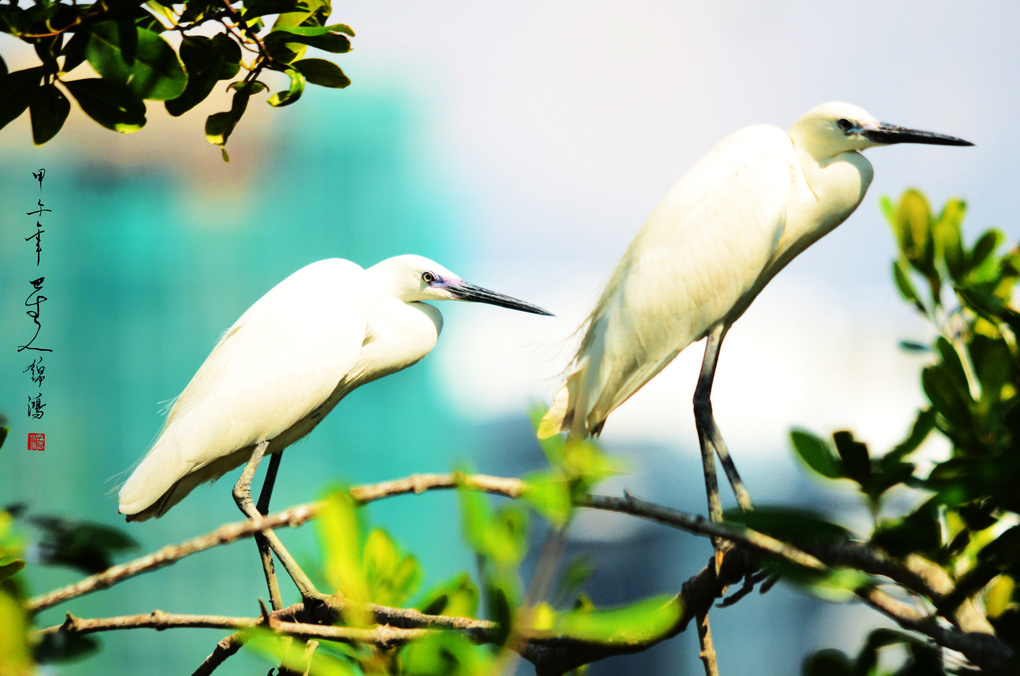 View Bird by lai kin hoong