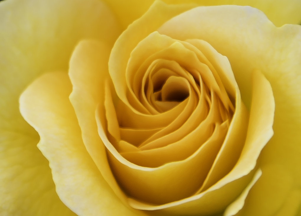 View The Yellow Rose by david grachek