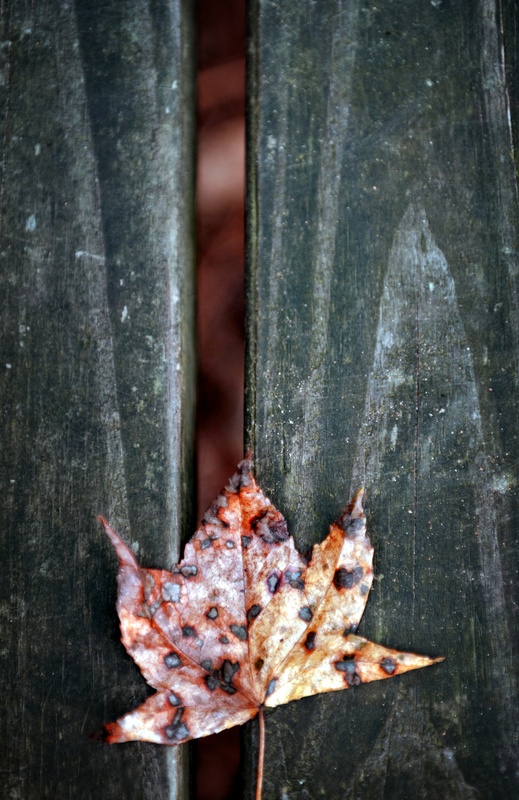 View Benched by Tim Thompson