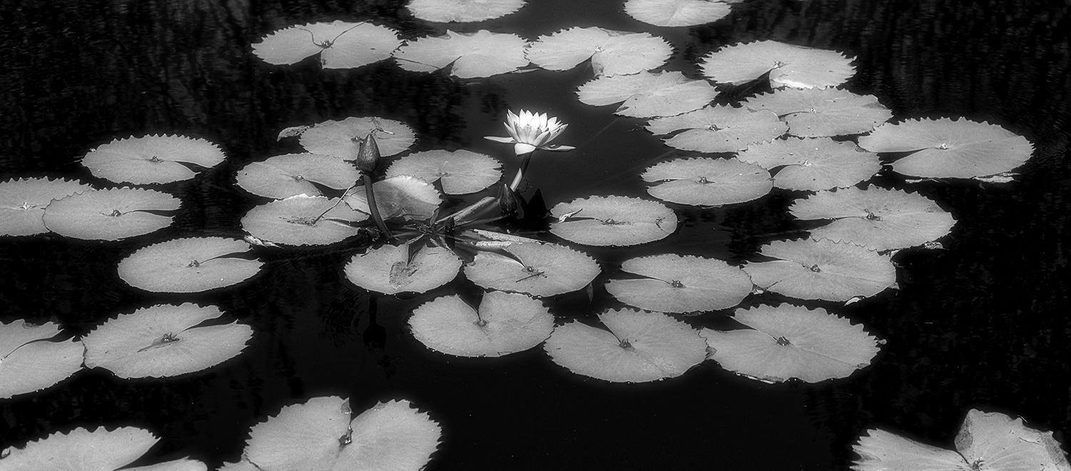 View B&W Lily Pads by Tim Thompson