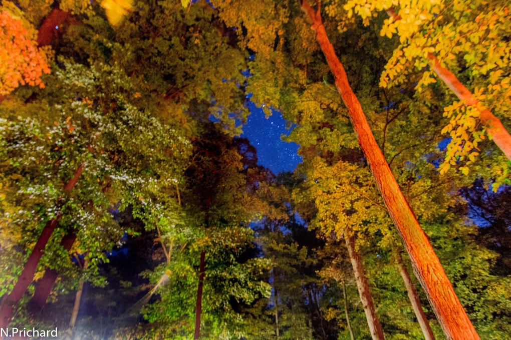 View Untitled 1 by Nathaniel Prichard