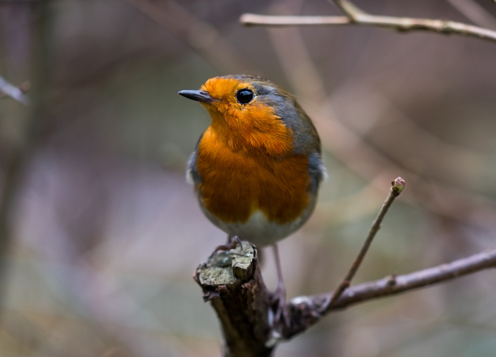 View Red Robin Standing Proud by Harry Ward