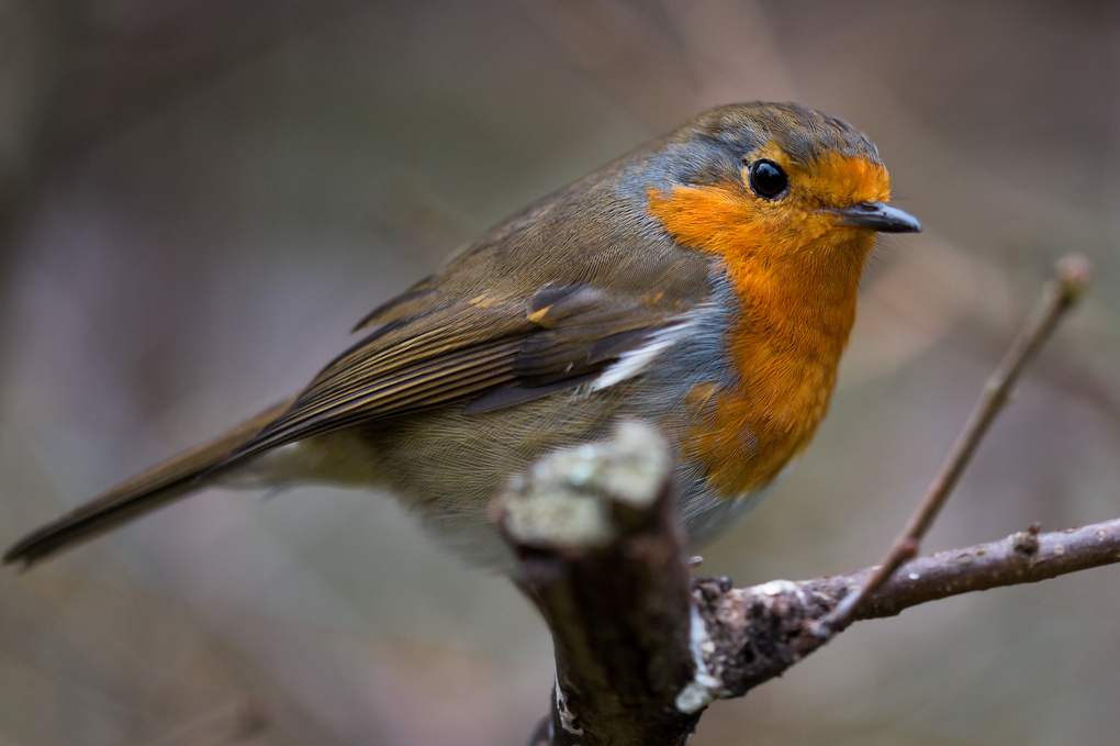 View Red Robin by Harry Ward