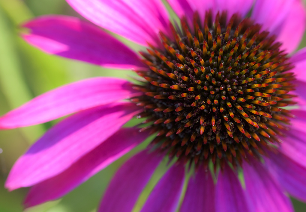 View Pink Echinacea by Harry Ward