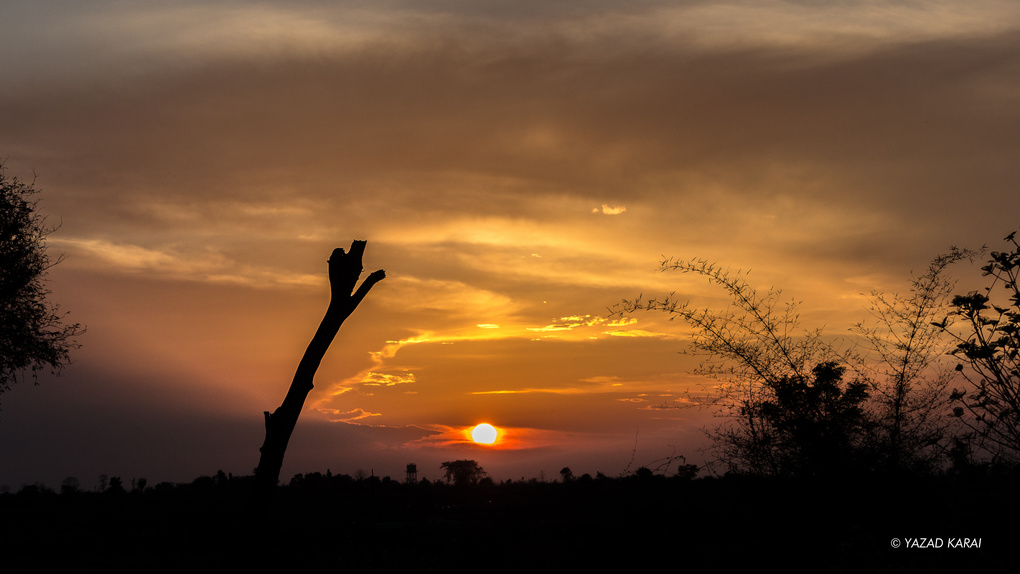 View Tadoba Jungle Sunset by Yazad Karai