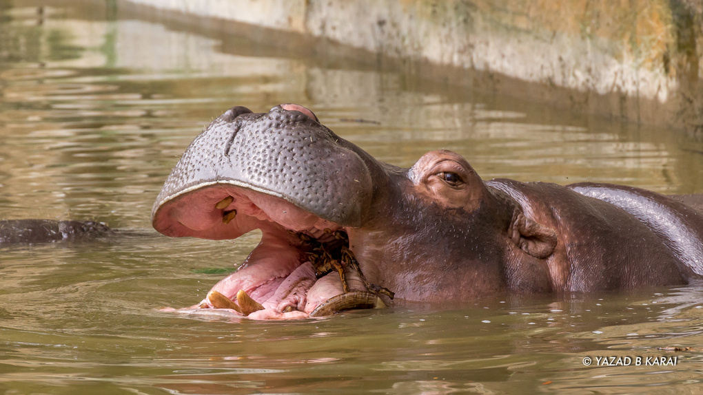 View Hippo by Yazad Karai