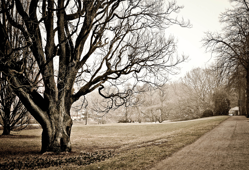 View Tree in Bremen by Wille Nyyssönen
