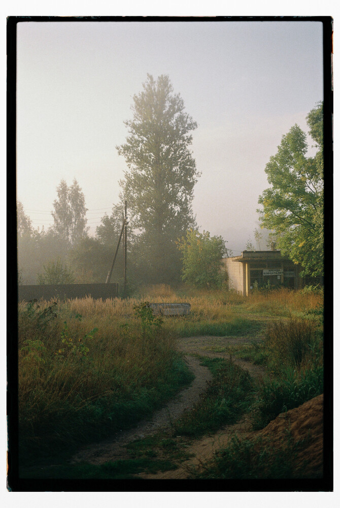 Misty rural landscape with tall poplar trees, overgrown vegetation, and a weathered yellow building