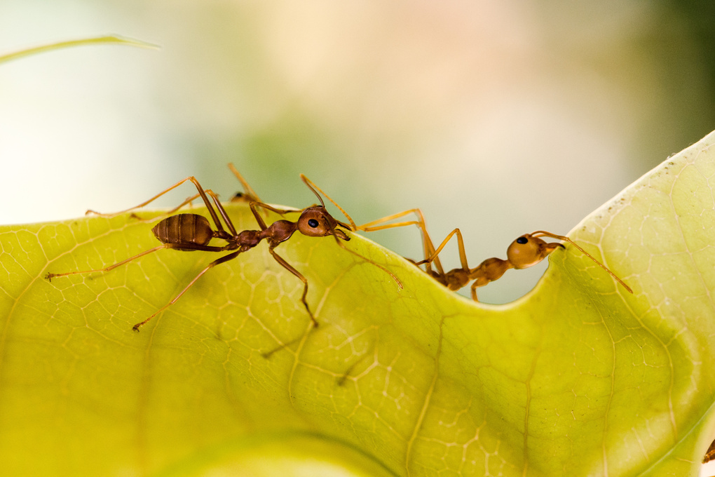 View wild ants by sajid alum