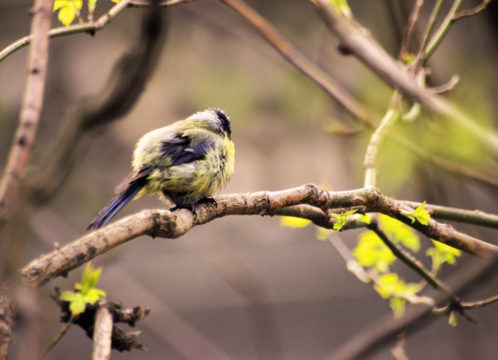 View Bird. by Dan Kolomiets
