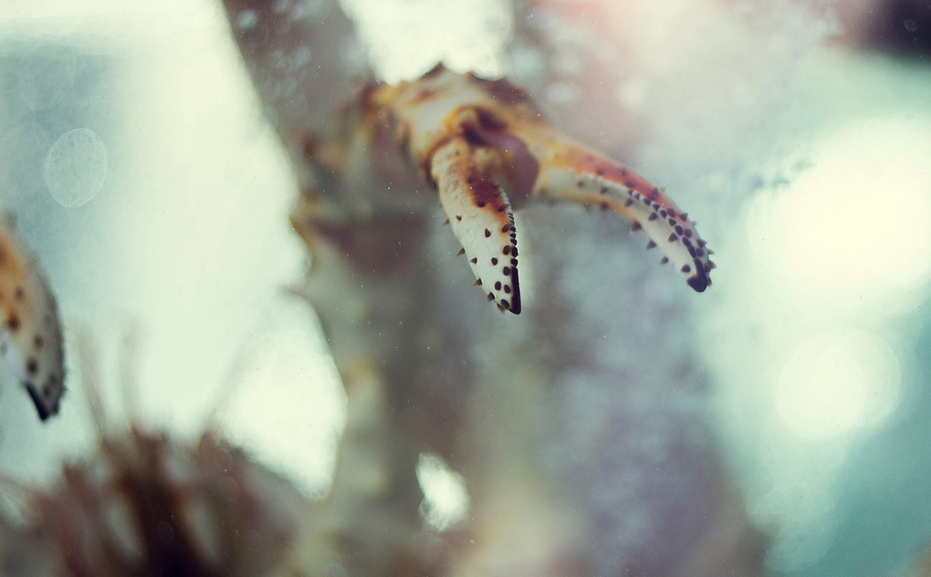 View Claw by Dan Kolomiets