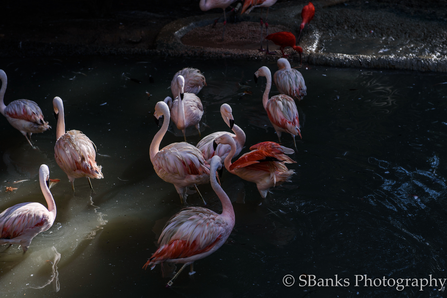 View Flamingos at Sylvan Park by Sudeshna Banks
