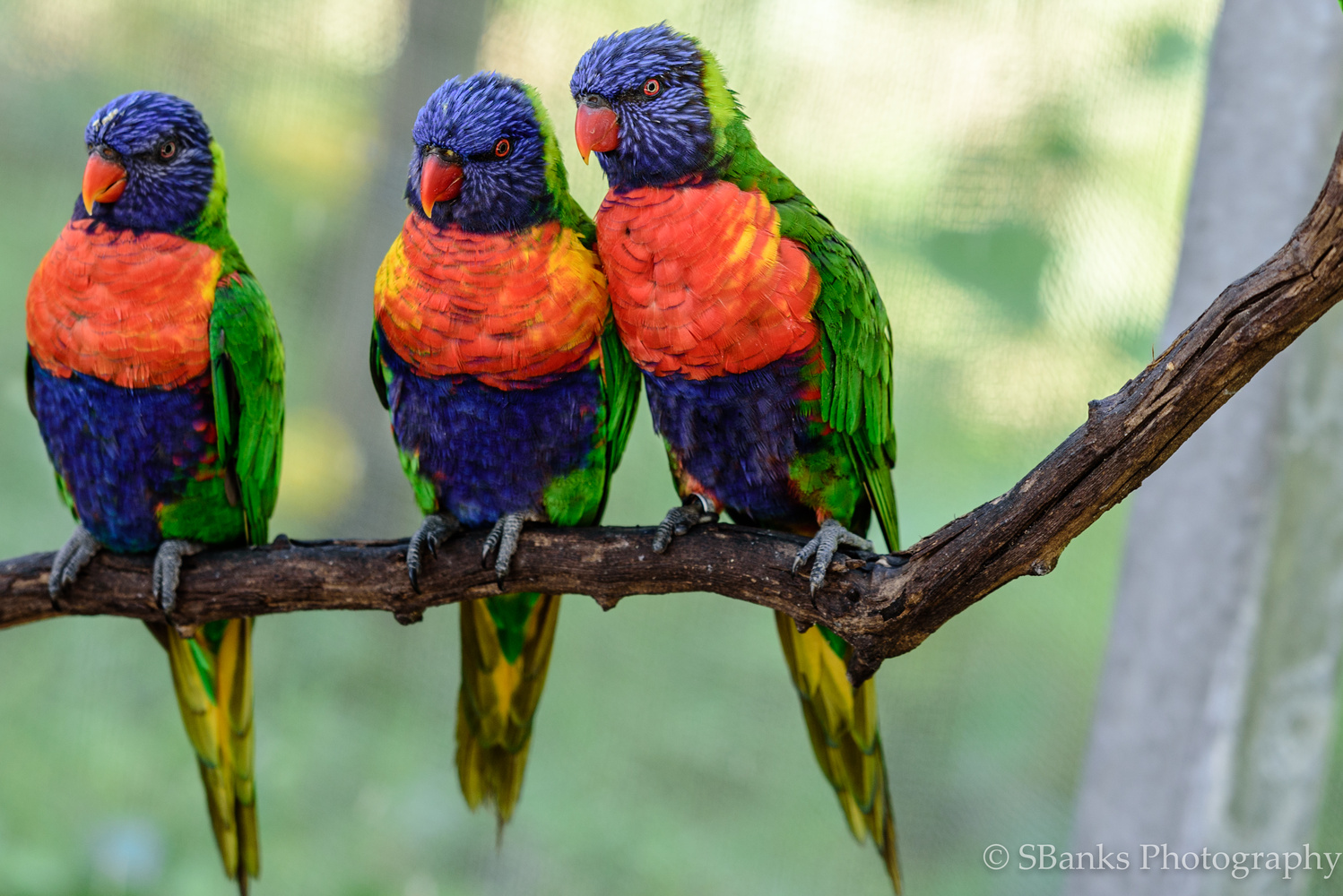 View Lorikeets by Sudeshna Banks