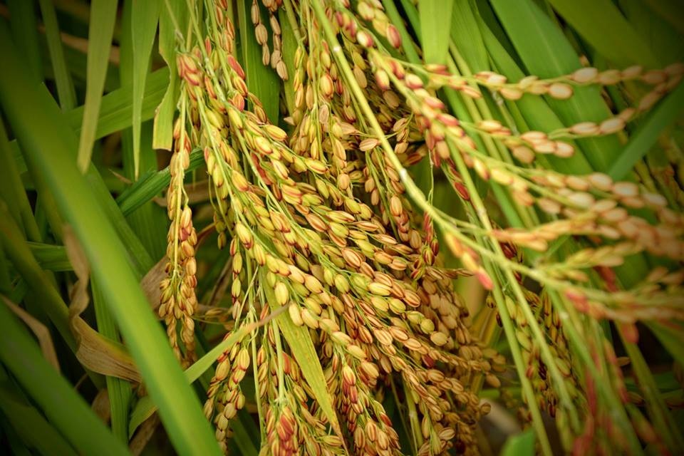View Rice Stem by Koch Thao