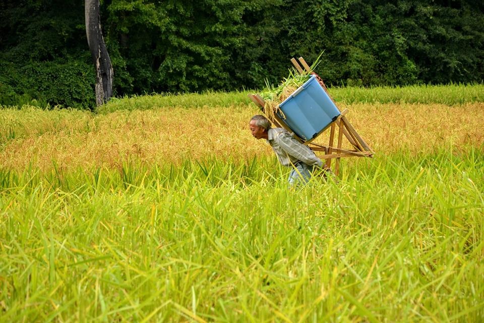 View Life's Harvest by Koch Thao