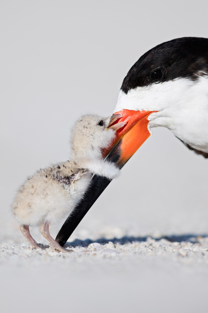 Black Skimmer & Chick Thomas C on Fstoppers