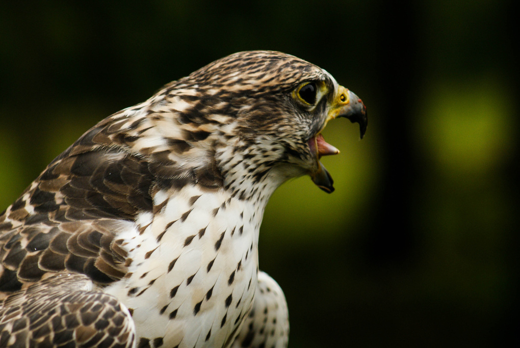 View The falcon by Matthieu Hilckmann