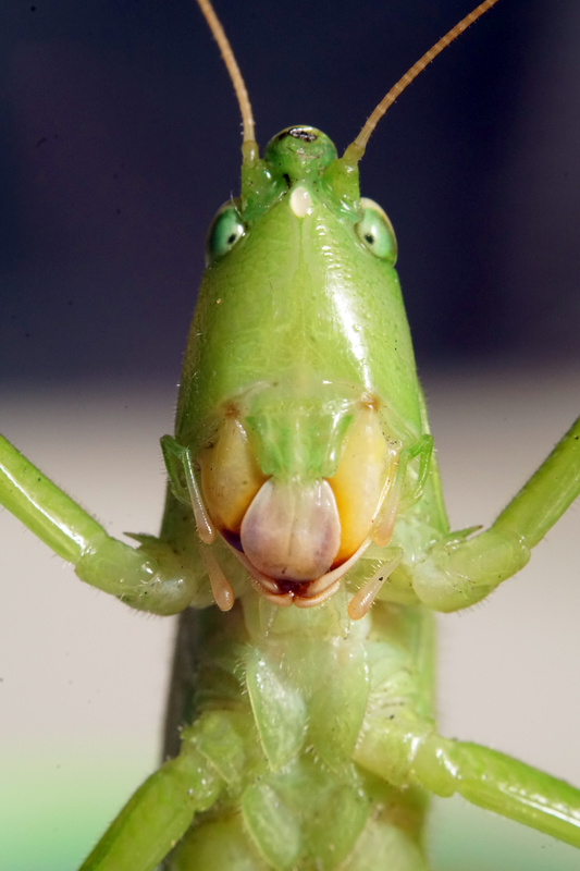 View Cone-Headed Katydid by Mike Tang Yew