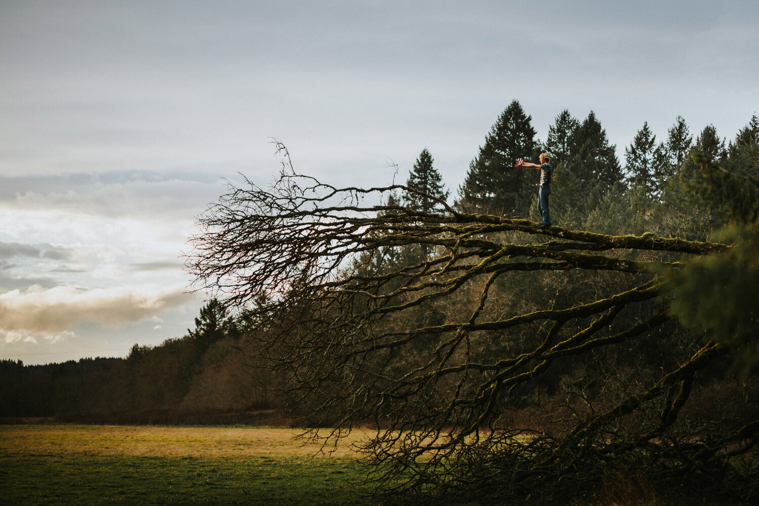 Person balancing with outstretched arms on a large fallen tree trunk over a grassy field, with evergreen forest behind.