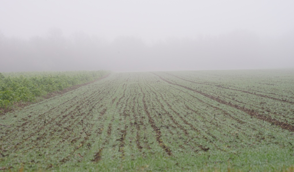View Fog by Ramin Danesh