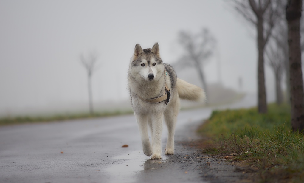 View Sheenay walking in a foggy day by Ramin Danesh